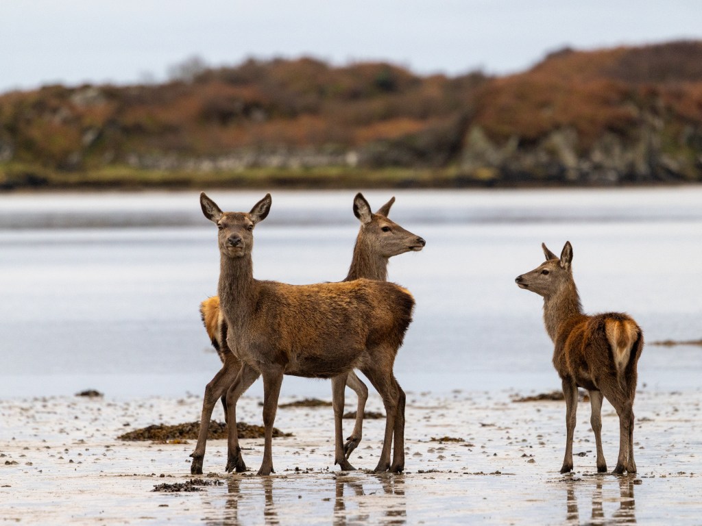Red deer in a Scottish landscape, perfect for red deer photography workshops.