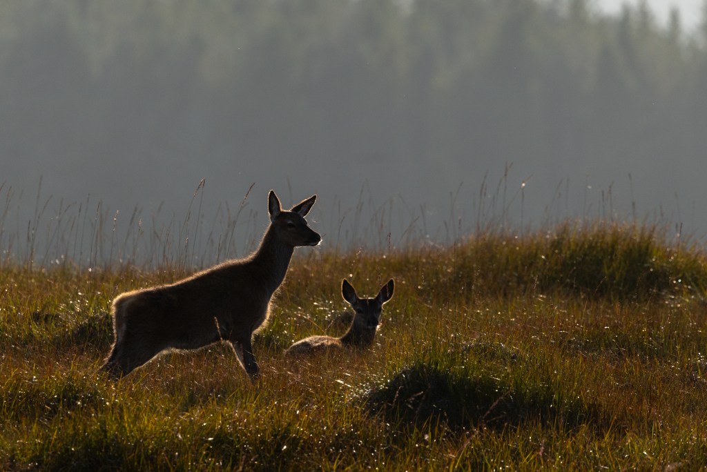 Red deer doe and fawn in misty meadow at sunrise, perfect for red deer photography workshop.