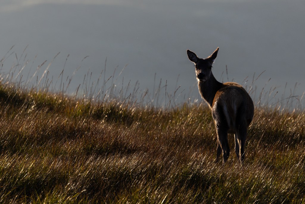 Red deer hind looks back in golden morning light, Scotland