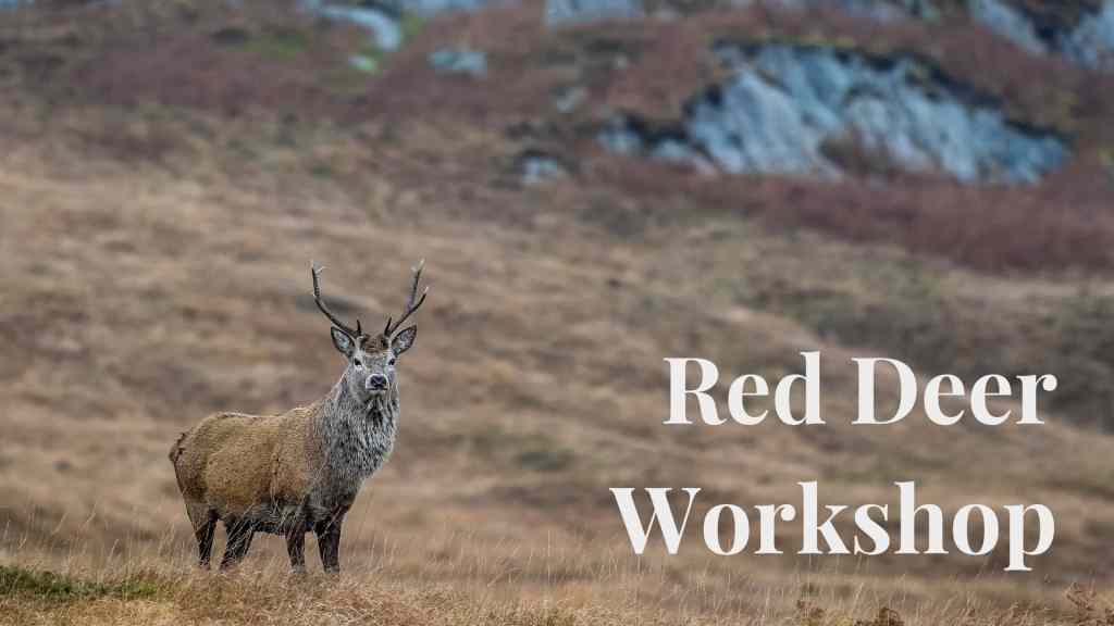 Red Deer workshop image: A stag stands in a Scottish landscape, with text "Red Deer Workshop" overlaid.
